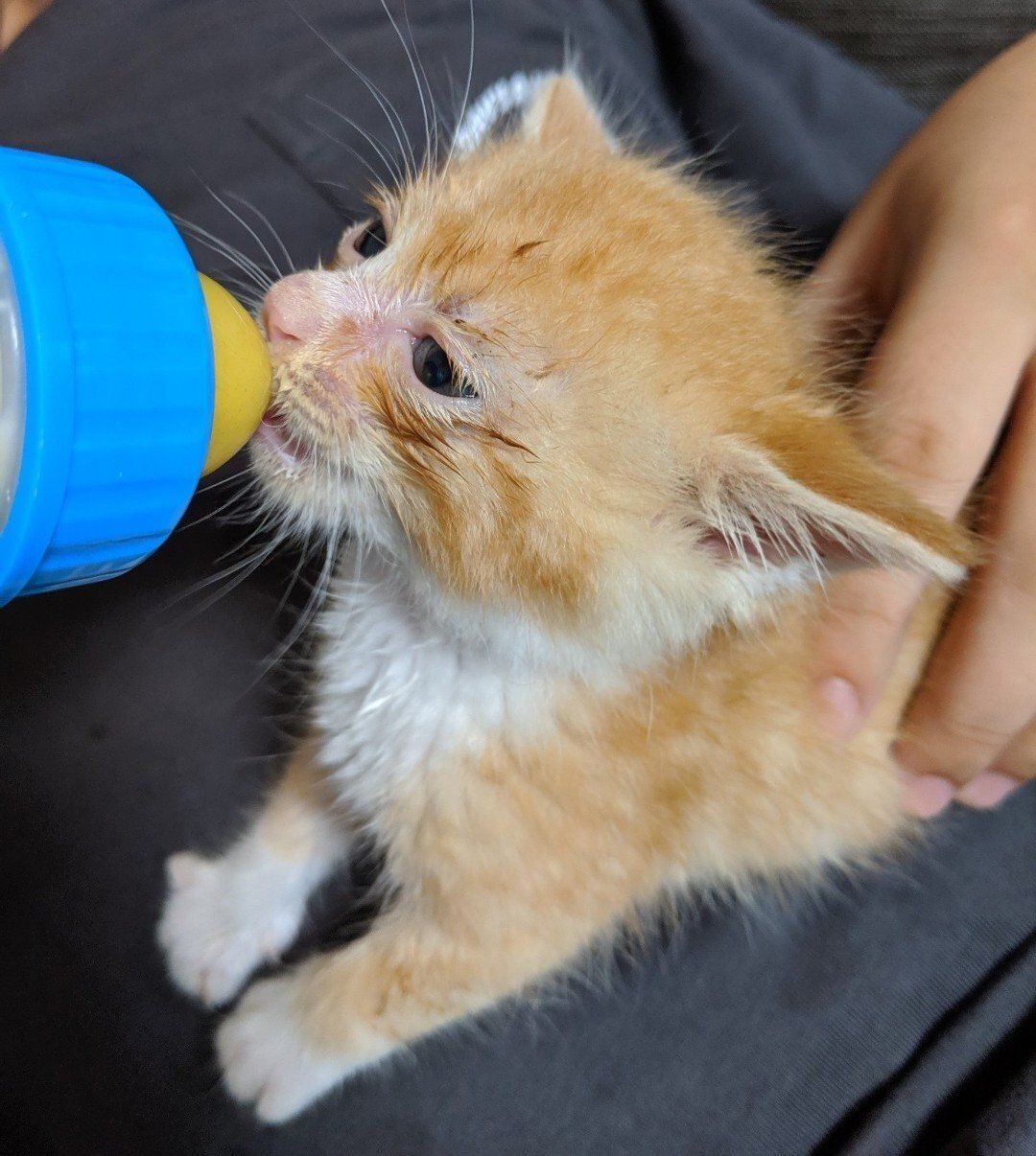 ミルクを飲む子猫