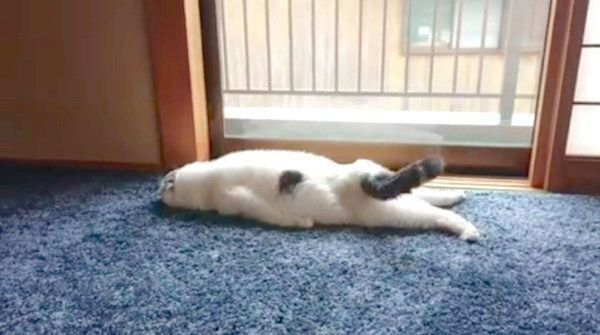 ぐでるスコティッシュフォールド