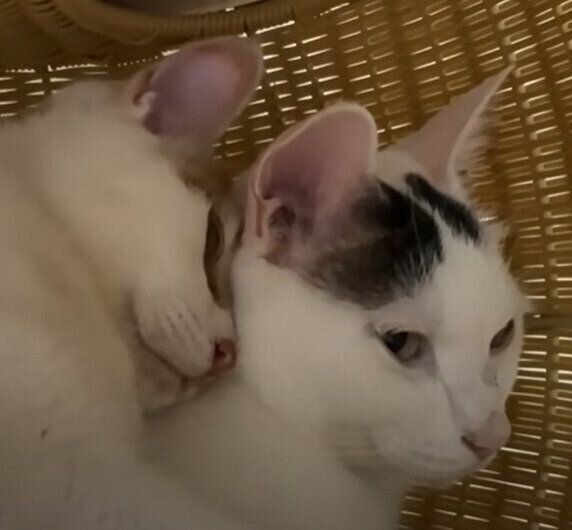 甘えん坊モードのトロくん