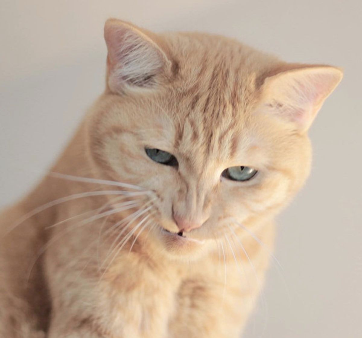 変顔猫祭 で発見 おもしろかわいいニャンコたちをピックアップ ねこのきもちweb Magazine 変顔猫祭 で発見 おもしろかわいいニャンコたちをピックアップ ねこのきもちweb Magazine