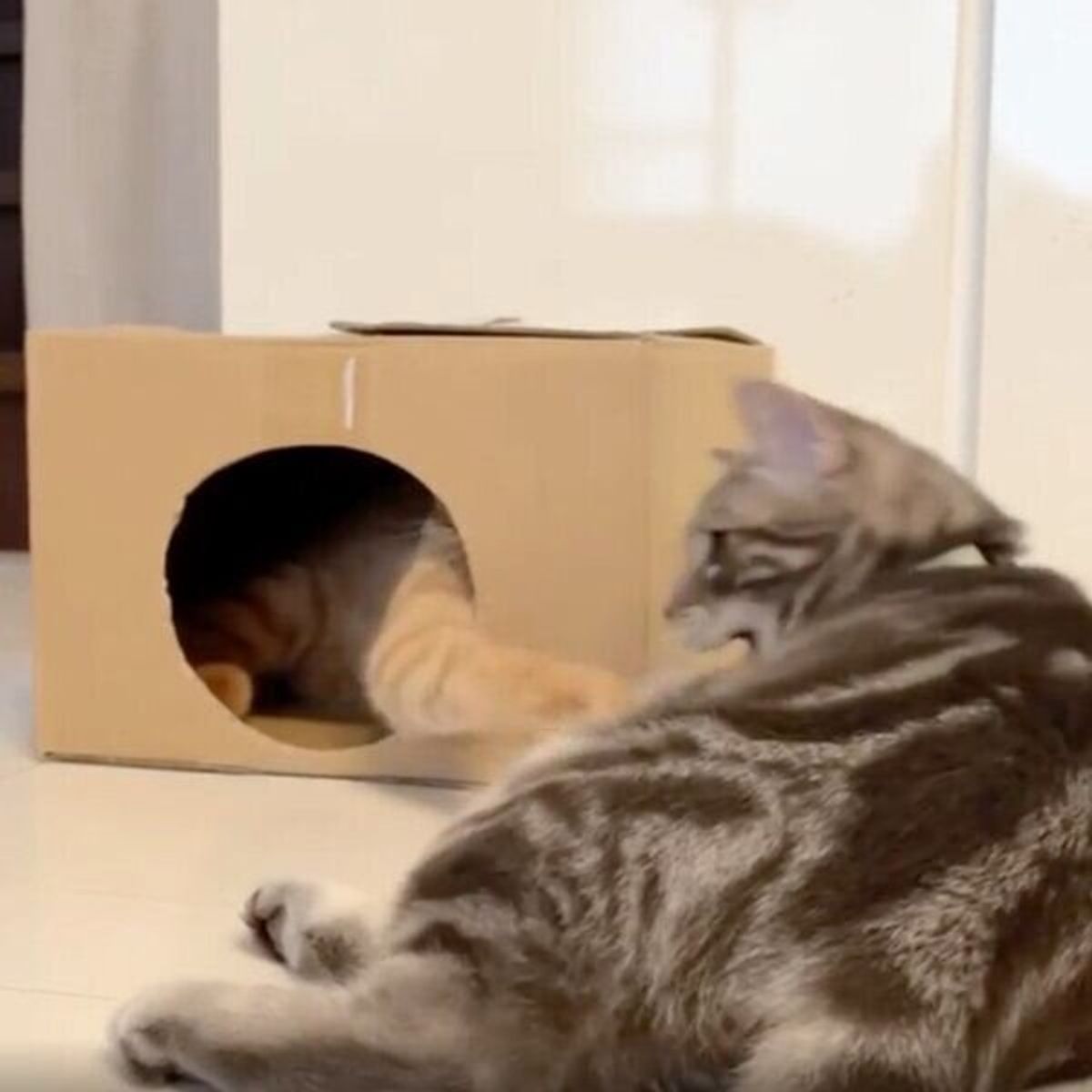 最高の仲直り方法ですね ケンカしていた猫たちの和解する瞬間が最高すぎる ねこのきもちweb Magazine 最高の仲直り方法ですね ケンカしていた猫たちの和解する瞬間が最高すぎる ねこのきもちweb Magazine