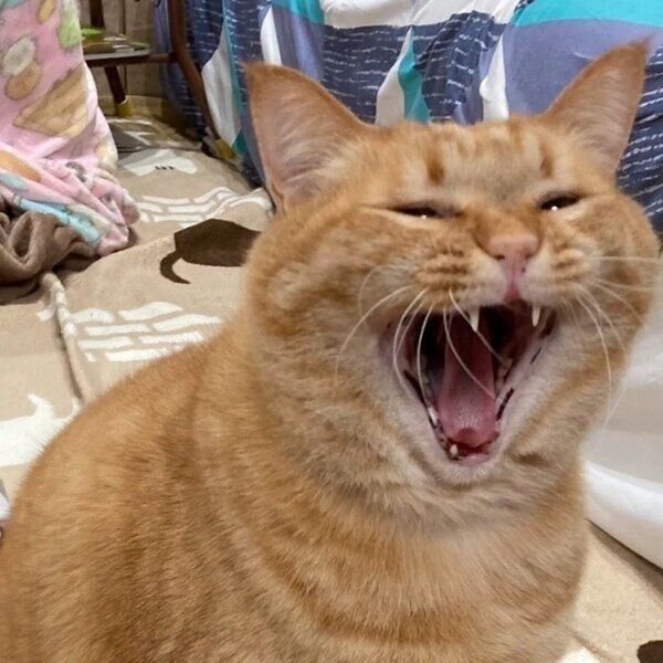 あくびをするすずくん