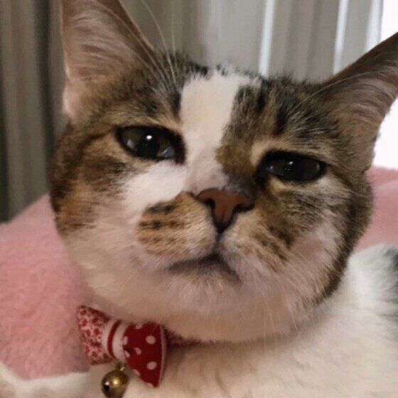 見つめる猫（MIX、メス）