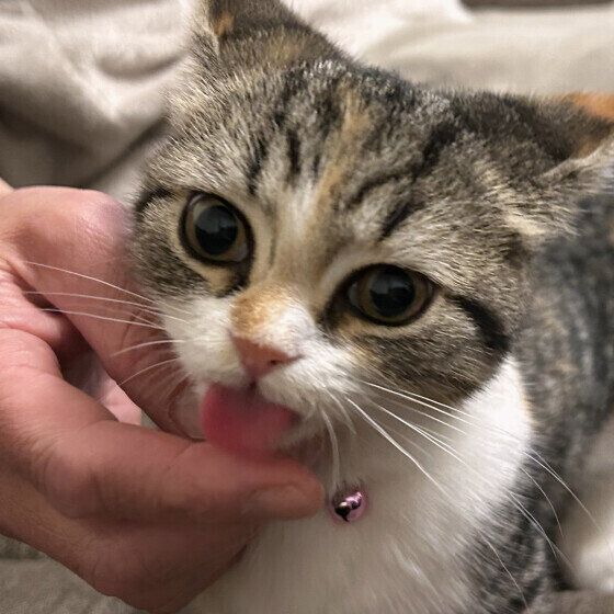 マンチカンのココロちゃん♪