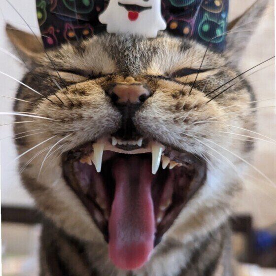 マンチカンの杜阿（とあ）くん♪