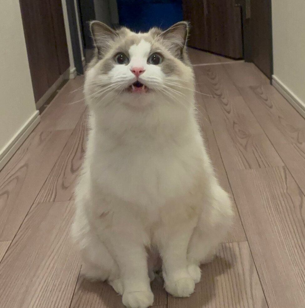 鳴く姿が可愛いカニちゃん