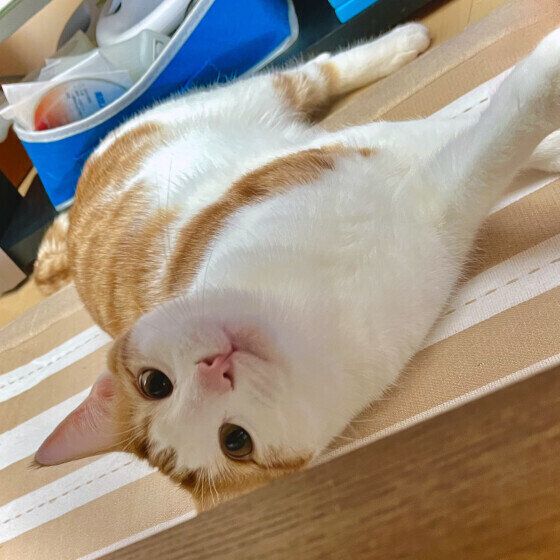 寝転んで見上げる茶白猫