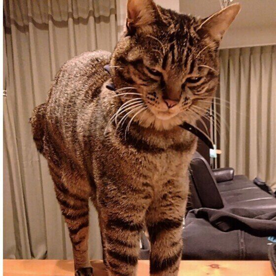 伸びているハルくん（MIX）