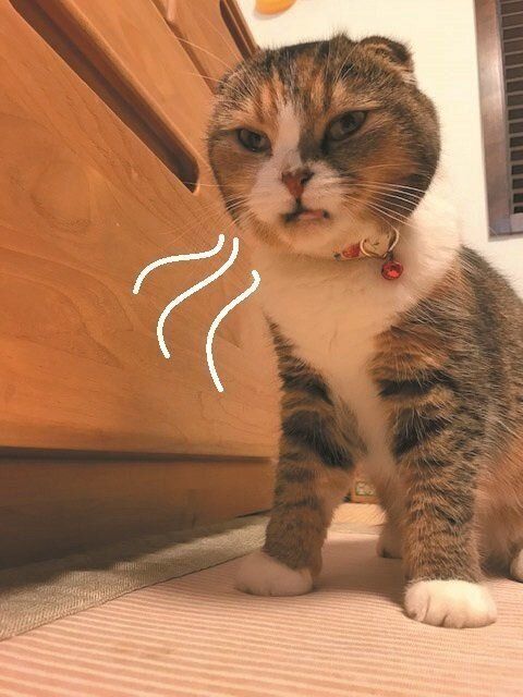 画像／2019年11月号『フレーメンファンクラブ通信』