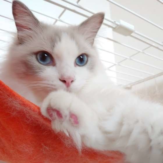 ハンモックでまったりするラグドール