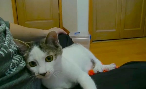 お風呂のときだけ大人しい猫