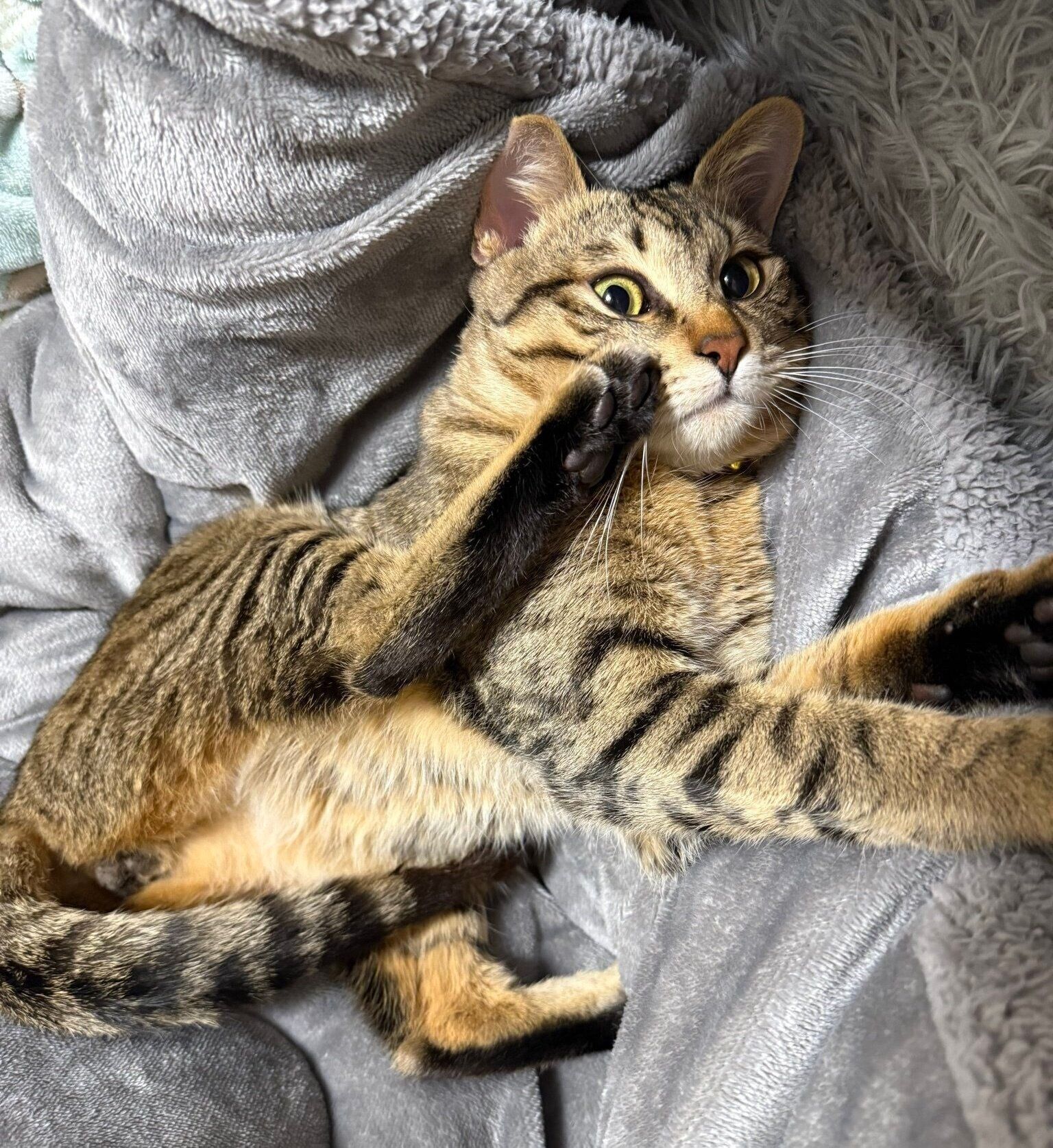 自慢の後ろ足を見せるとんこつくん。