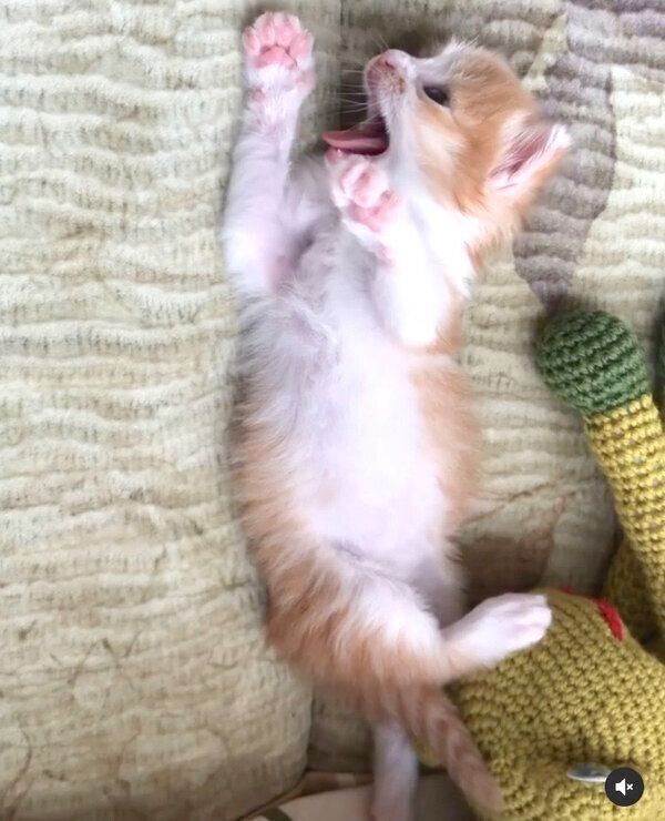 赤ちゃん時代ののぶおちゃん