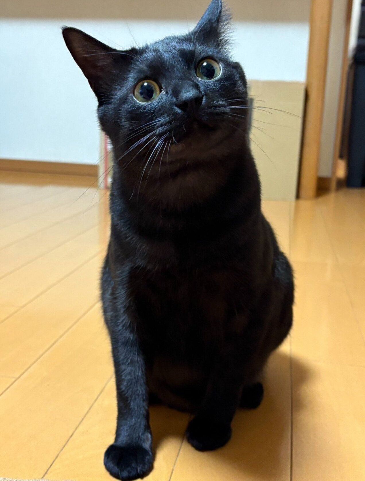 見つめるサラミくん