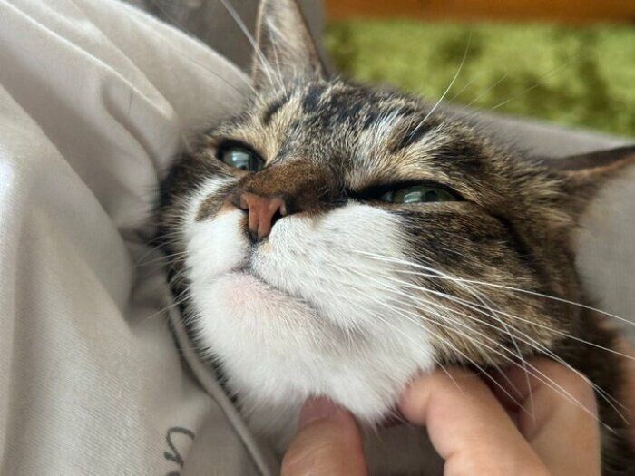 抱っこされて気持ち良さそうなぽんちょくん