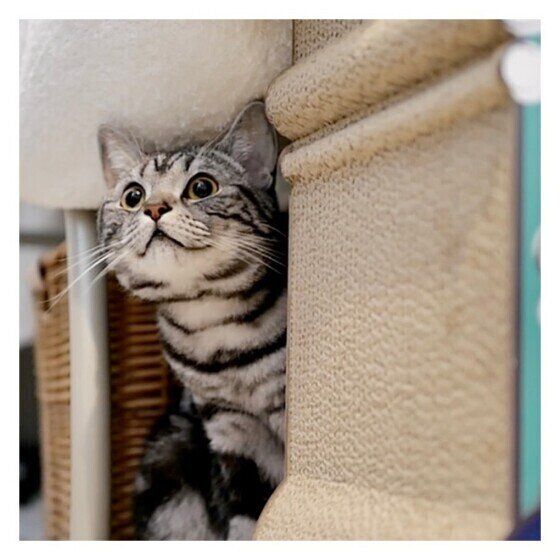 見上げるマンチカンの女の子