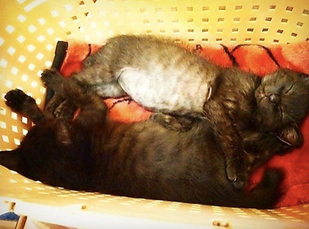 離れ離れになっていたかも 話題の シンクロ黒猫兄弟 の過去と今 ねこのきもちweb Magazine