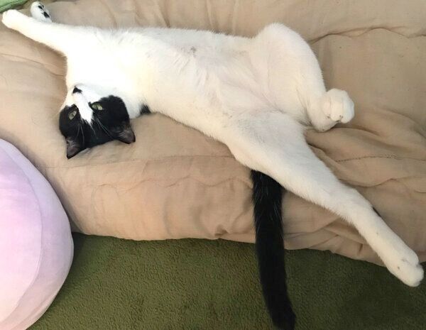 くつろぐオズくん