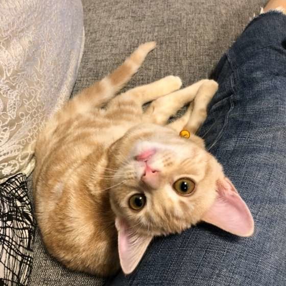 上を見上げるアメリカンショートヘア