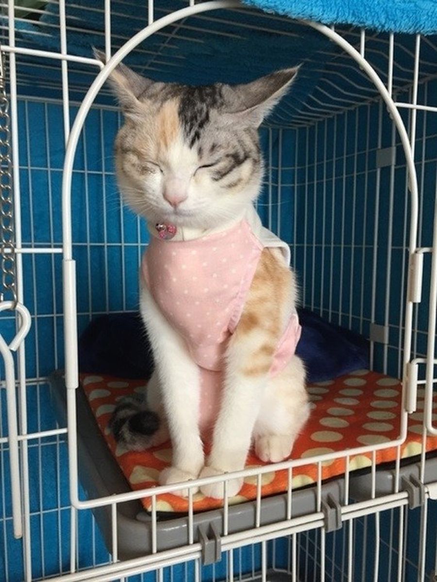 獣医師監修 メスの避妊 術後のケア 法や注意点 術後に起こる変化について ねこのきもち ねこのきもちweb Magazine 獣医師監修 メスの避妊 術後のケア 法や注意点 術後に起こる変化について ねこのきもち ねこのきもちweb Magazine