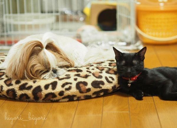 黒猫の月ちゃんとシー・ズーのひよりちゃん