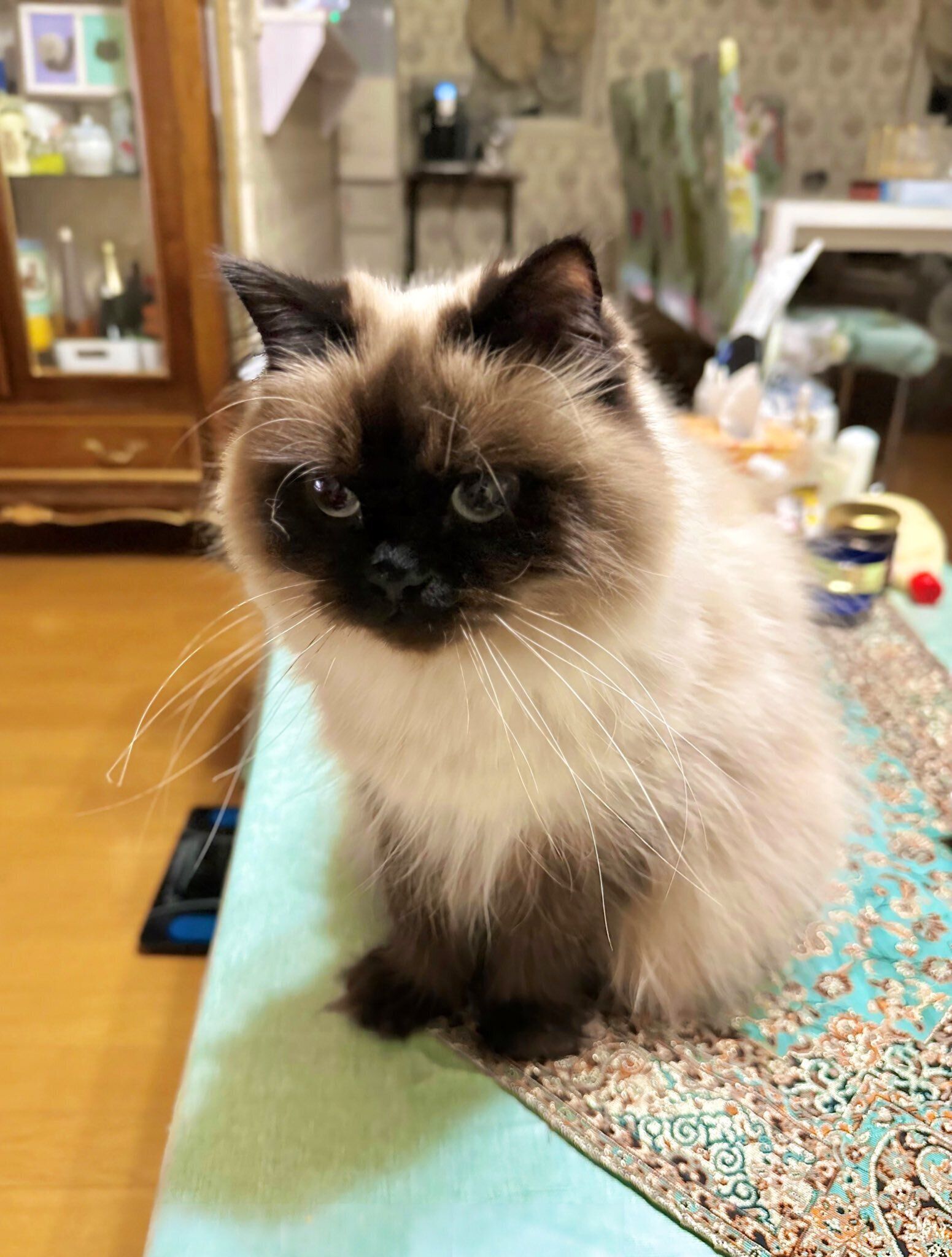 2才のヒマラヤン