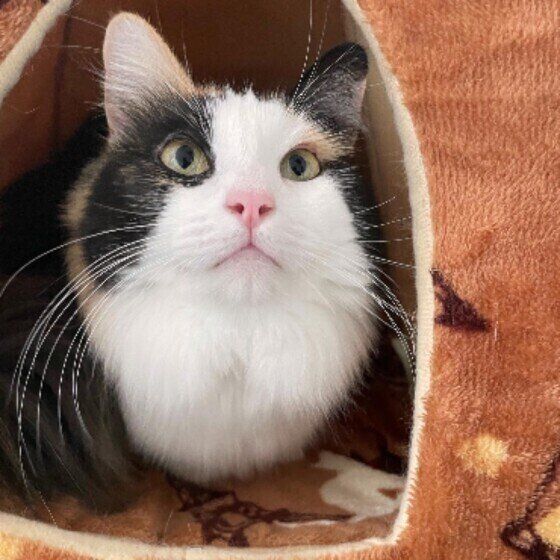 Mix（ミケ）のみぃちゃん♪