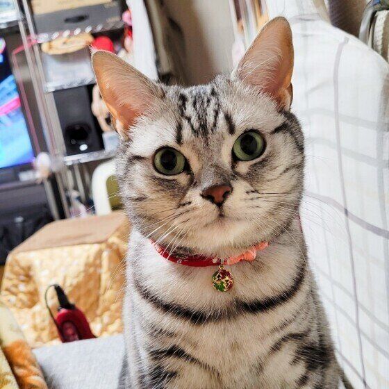 みーちゃん（アメリカンショートヘア）