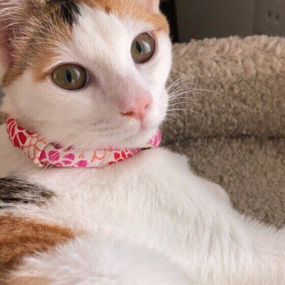 ベージュのベッドとミケ猫