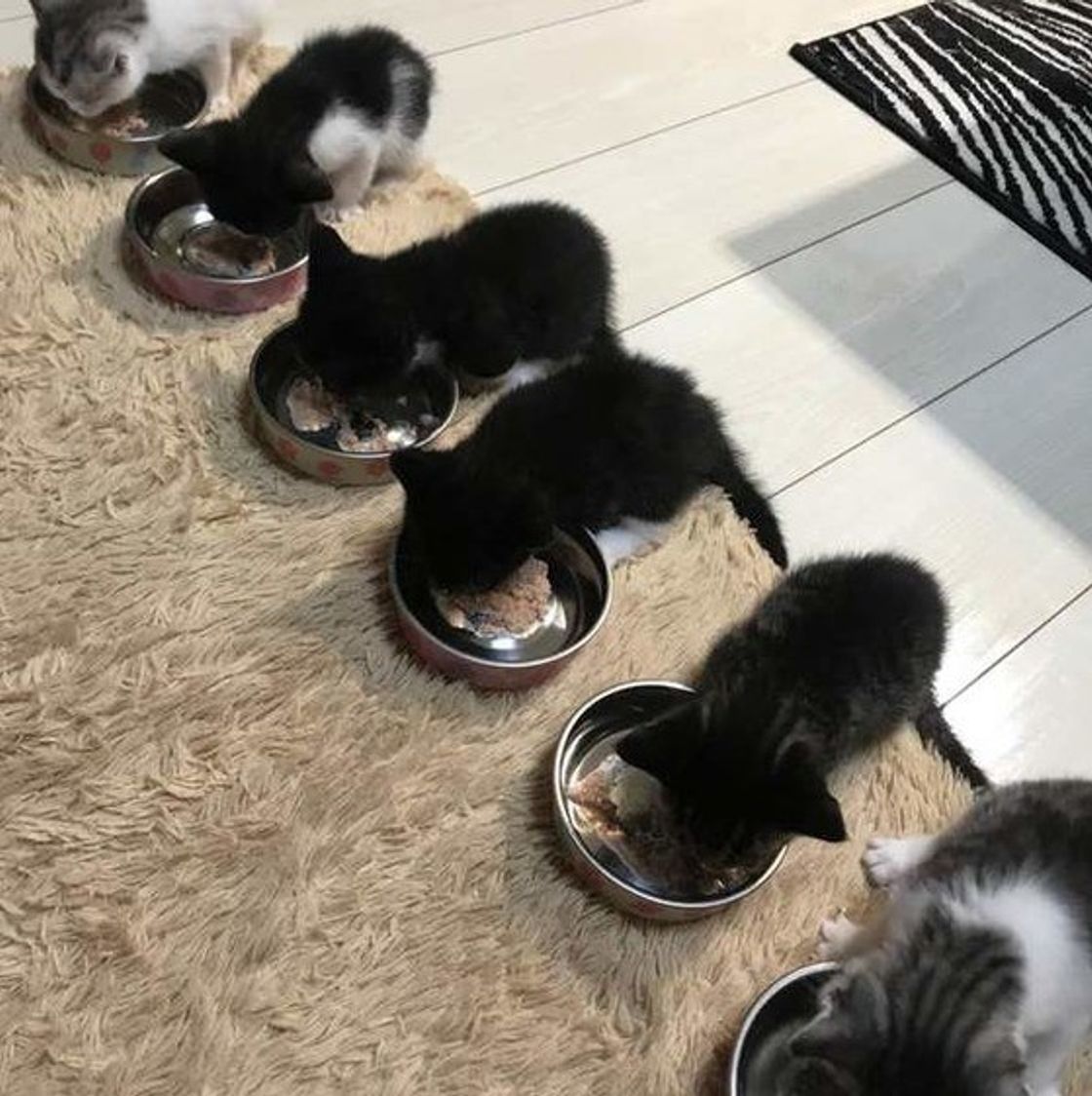 猫に生魚 実はng ねこのきもちweb Magazine 猫に生魚 実はng ねこのきもちweb Magazine