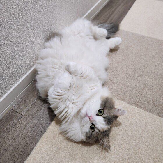 ミヌエットのラテちゃん