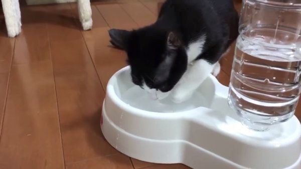 困った水の飲み方をする子猫