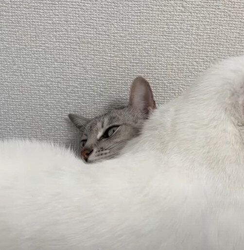 暖かそうなマロちゃん