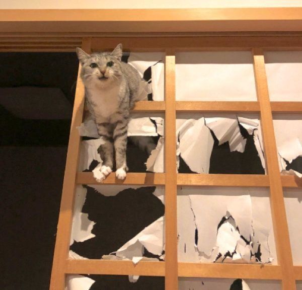障子を破る猫