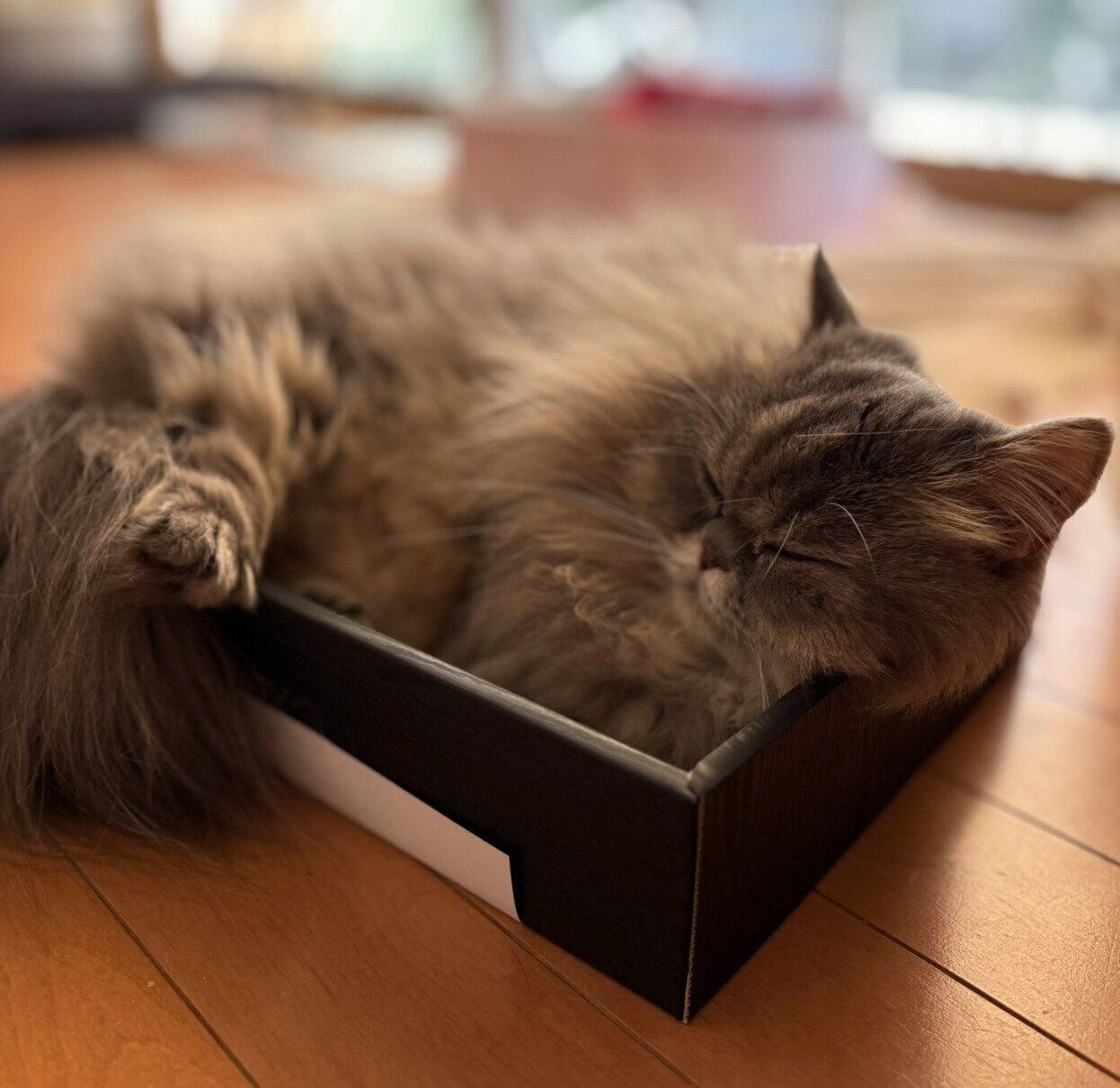 箱の中で眠るゆずちゃん