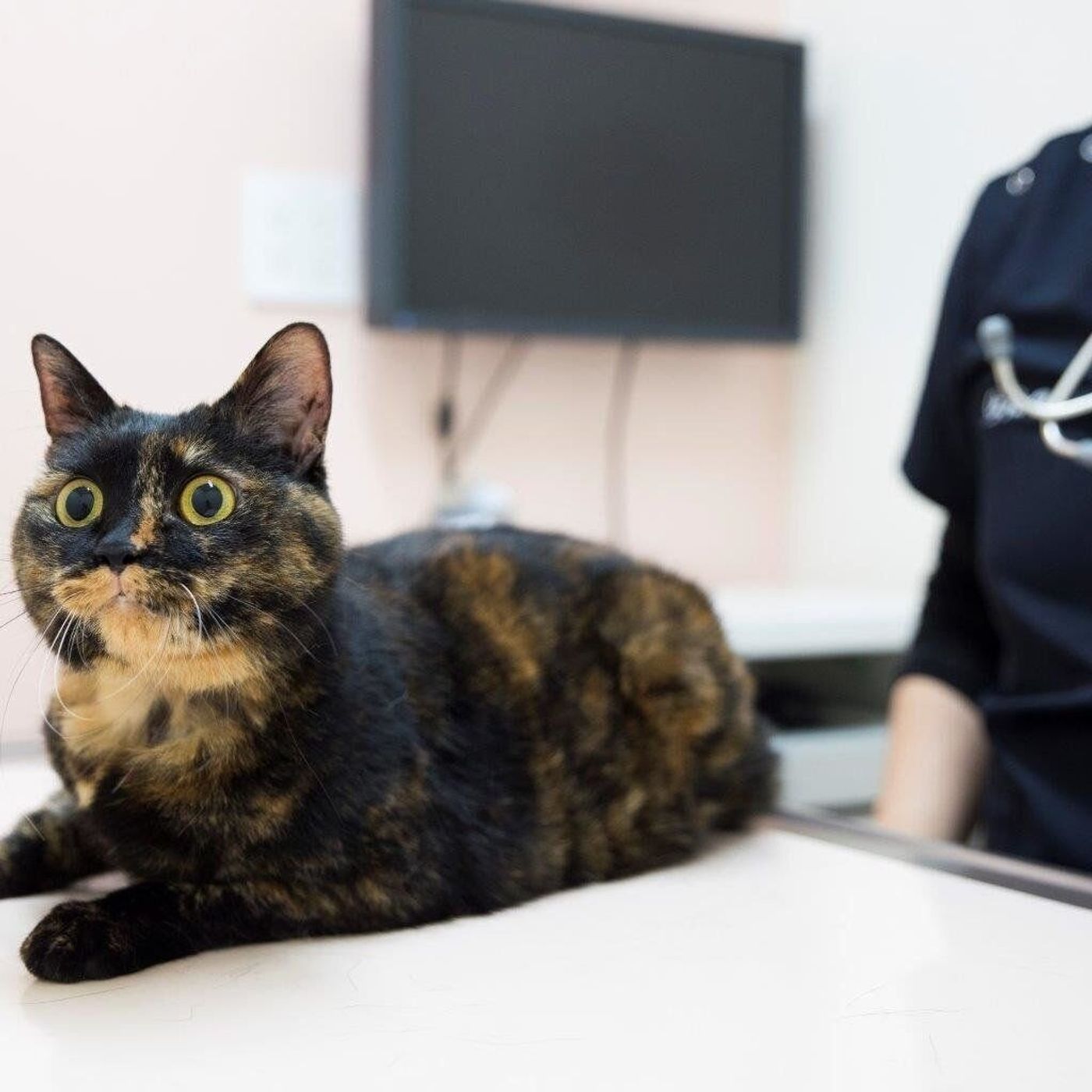 なんとなく受けてる飼い主さんも多い 猫の血液検査の基本の き ねこのきもちweb Magazine なんとなく受けてる飼い主さんも多い 猫の血液検査の基本の き ねこのきもちweb Magazine