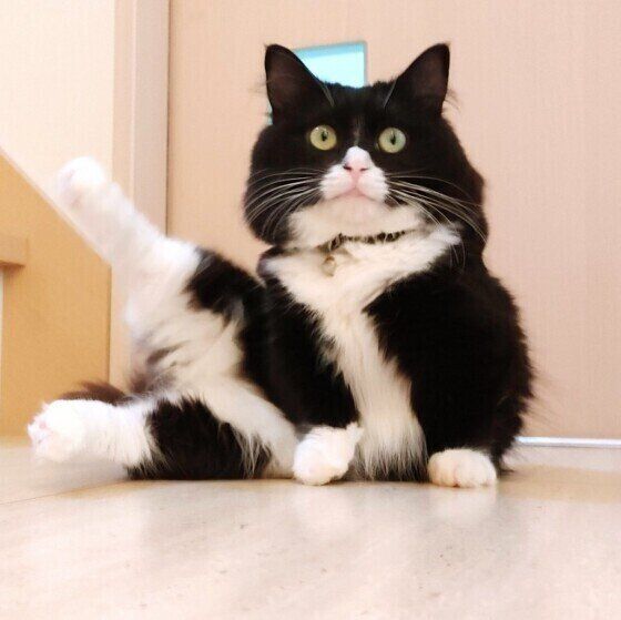 獣医師監修 猫にかぼちゃを与えても大丈夫 かぼちゃを食べるメリットと与え方を解説 ねこのきもちweb Magazine