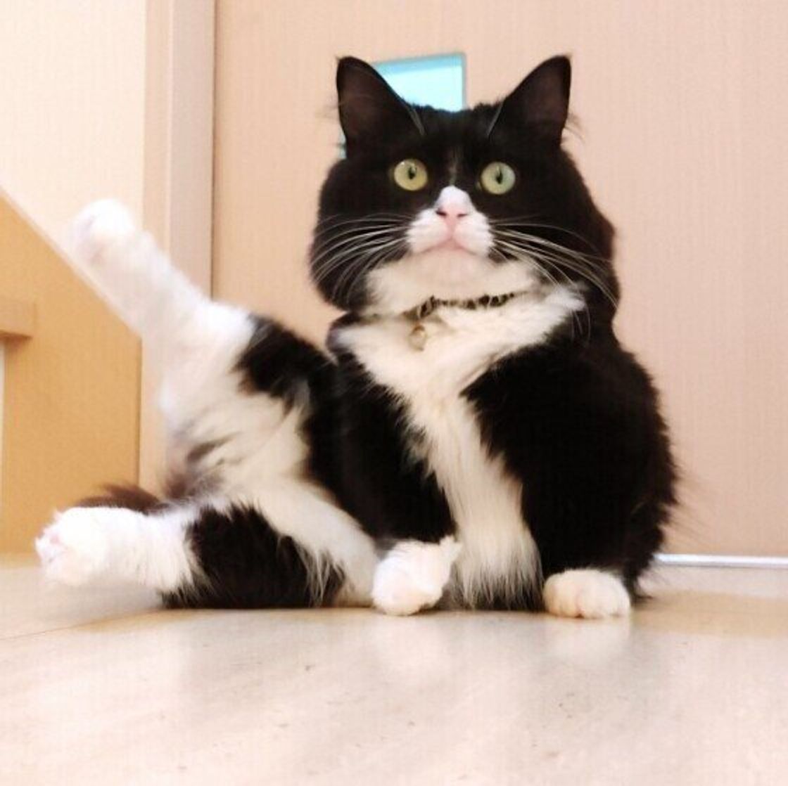 獣医師監修 猫にかぼちゃを与えても大丈夫 かぼちゃを食べるメリットと与え方を解説 ねこのきもちweb Magazine 獣医師監修 猫にかぼちゃを与えても大丈夫 かぼちゃを食べるメリットと与え方を解説 ねこのきもちweb Magazine