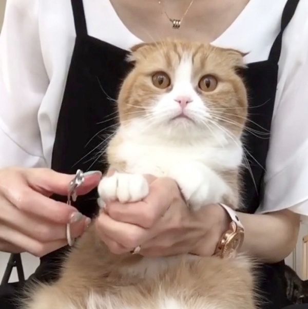 無表情で爪を切られる猫
