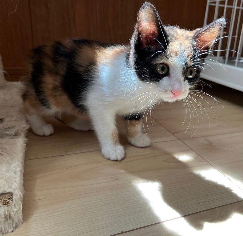 お迎えしたばかりのころのてぃらのちゃん