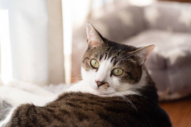 こちらを振り向く緑目の猫