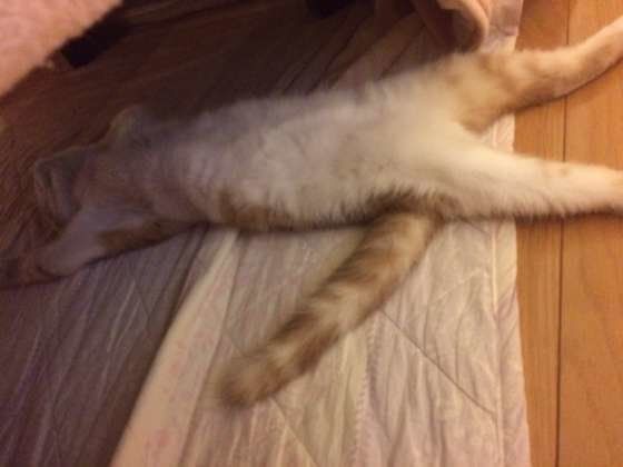 まるくん  スコティッシュフォールド