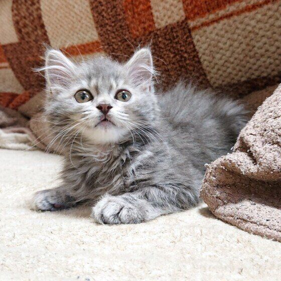 見つめるスコティッシュフォールド