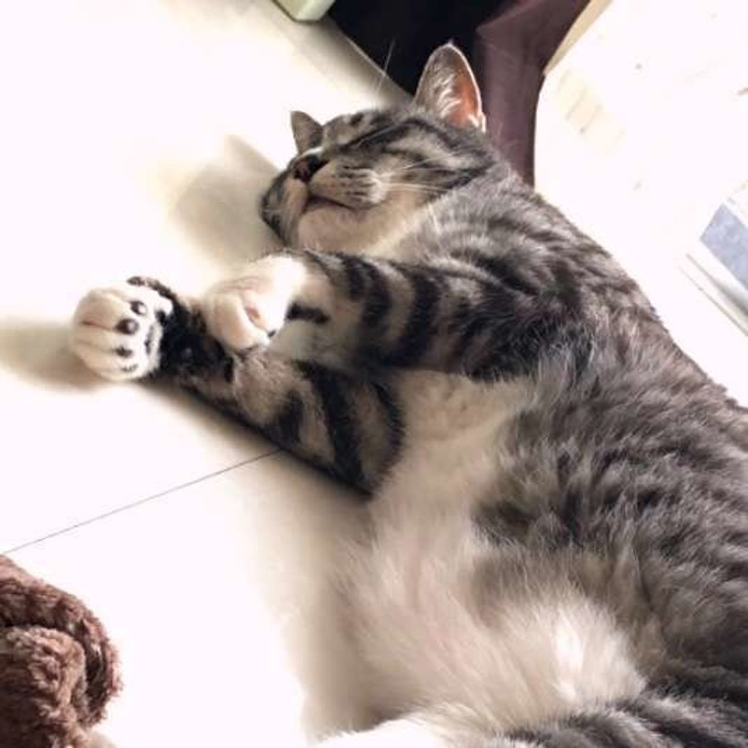 愛猫が食後に顔を洗わない 猫の満腹タイムの過ごし方あるある ねこのきもちweb Magazine 愛猫が食後に顔を洗わない 猫の満腹タイムの過ごし方あるある ねこのきもちweb Magazine