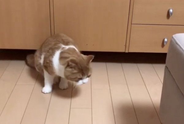 ギリギリにおさまるのが好きな猫