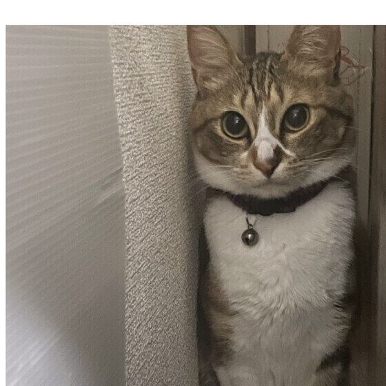 隙間に入り込むテスタロッサくん