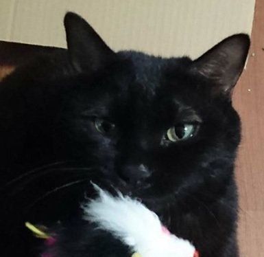 手帳の似顔絵オーダー