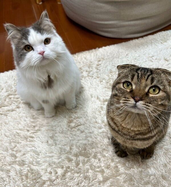 おすしくん、まつたけちゃん