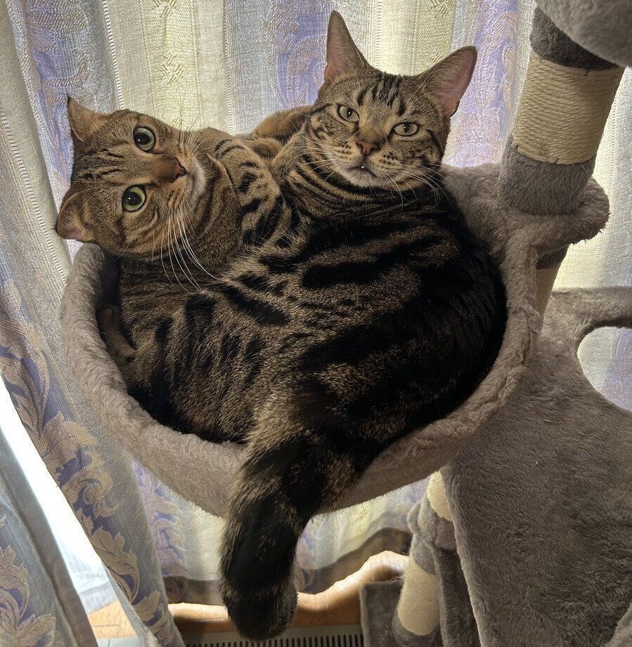 猫タワーでくつろぐちゃちゃ丸くんとはちべえくん