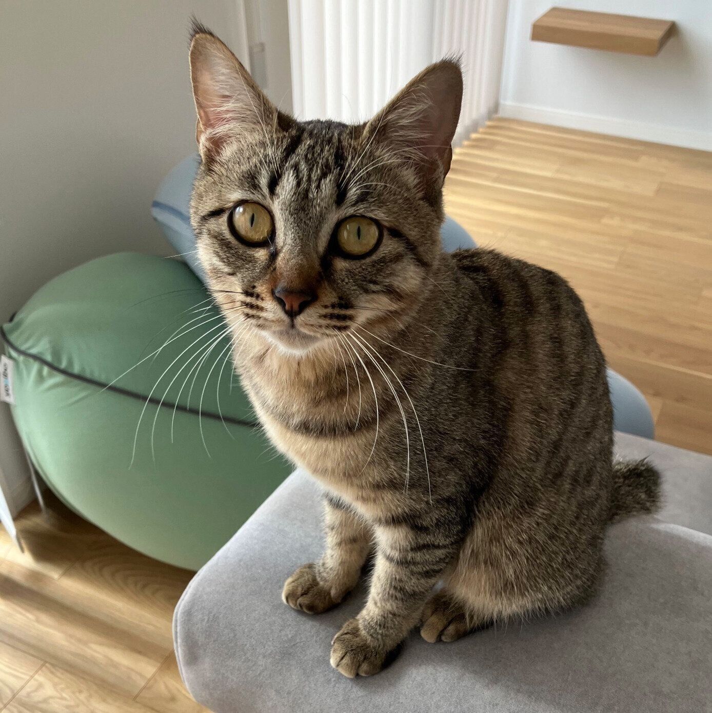 成長中のてんちゃん